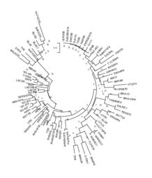 Ultra DNA Barcoding of Cannabis Varieties - Image