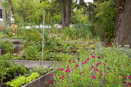 Langara Community Garden: Around Campus 012