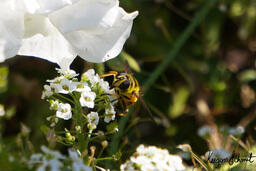 Project Pollinator Count: A Student Citizen Science Research Initiative at Langara College - Image 2
