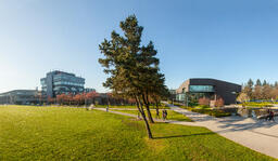 Trees at Langara: Around Campus 003