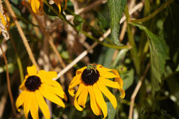 Project Pollinator Count: A Student Citizen Science Research Initiative at Langara College - Image 3