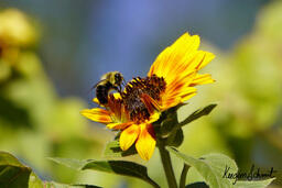 Project Pollinator Count: A Student Citizen Science Research Initiative at Langara College - Image