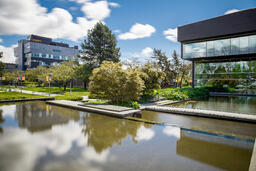 Library Trees: Around Campus 016